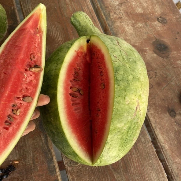 Ata Tohum Geleneksel Toros Nadir Doğal Söbü Ampül Karpuz Tohumu (5 tohum) - 2