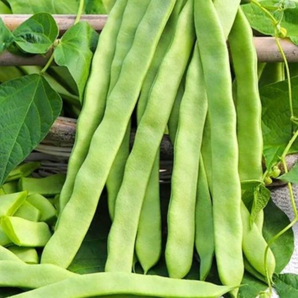 Ata Tohum Sırık Kılçıksız Alman Ayşe Tipi Fasulye Tohumu (20 tohum) ürün görseli 1