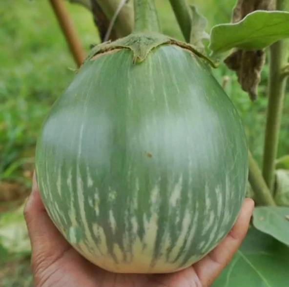 Giant Thai Dev Yeşil Patlıcan Tohumu (15 tohum) ürün görseli 1