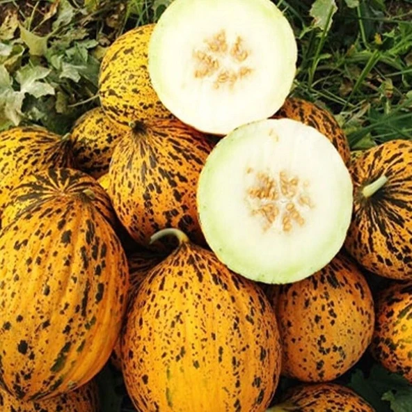 Ata Tohum Geleneksel Kırkağaç 637 Kavun Tohumu (20 tohum) ürün görseli 1