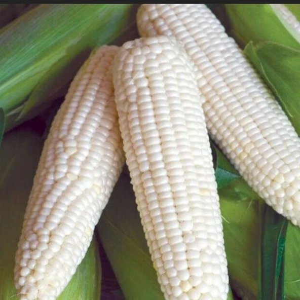 Ata Tohum Geleneksel Glacial White Beyaz Süt Mısırı Tohumu(5 tohum)