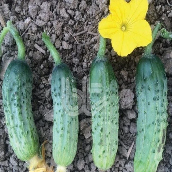 Yüksek Verimli Rocket F1 Turşuluk Kornişon Tohumu (10 Tohum) ürün görseli 1