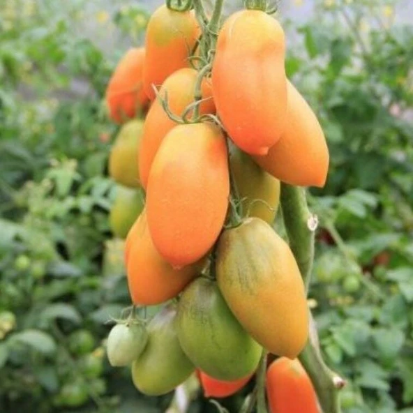 Nadir Basık Turuncu Chukloma Domates Tohumu (15 Tohum)