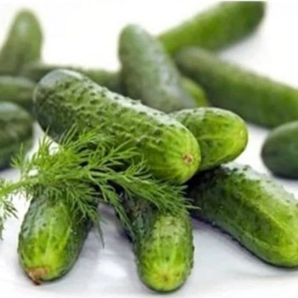 Bol Döken Rocket F1 Turşuluk Kornişon Hyar Tohumu (10 tohum) ürün görseli 1