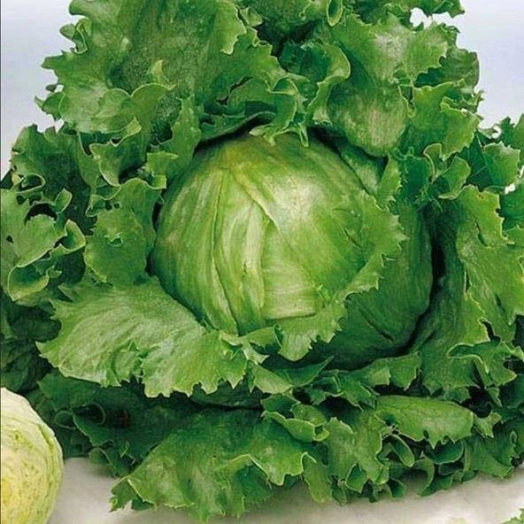 Geleneksel Tohumlar Geniş Yaprak Great Lakes Marul Tohumu (100 tohum) ürün görseli 1