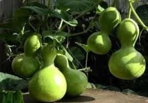 Doğal Calabash Süs(Su) Kabağı Tohumu(5 TOHUM)