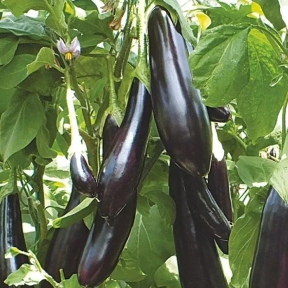 Ata Tohum Geleneksel Uzun Leziz Yemesi Olan Aydın Siyahı Patlıcan Tohumu (70 tohum)