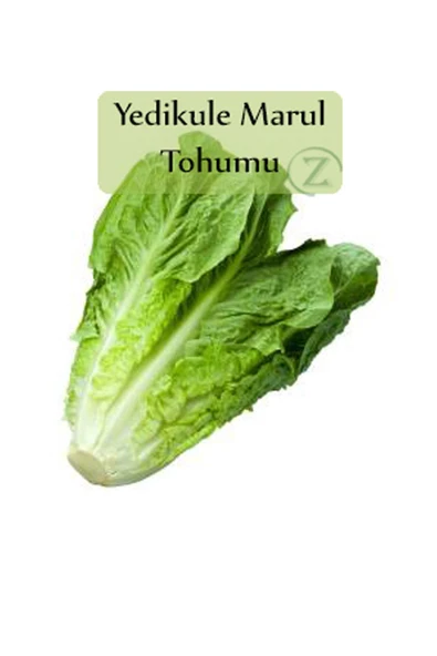 6 Paket Tohum No10 Kök Sebze Tohumları Karnabahar Turp Şeker Pancarı Tohumu Siyah Turp Tohumu ... - 7