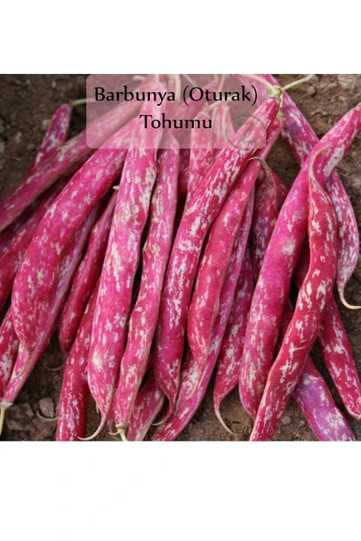 6 Paket Tohum No5 Kırkağaç Kavunu Tohumu Kara Kavun Tohumu Barbunya Tohumu Brokoli Tohumu ... - 2