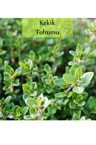 6 Paket Tohum No6 Yeşillik Ot Tohumları Bamya Tohumu Yeşil Fesleğen Tohumu Mor Reyhan Tohumu ... - 3