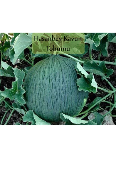 6 Paket Tohum No5 Kırkağaç Kavunu Tohumu Kara Kavun Tohumu Barbunya Tohumu Brokoli Tohumu ... - 4