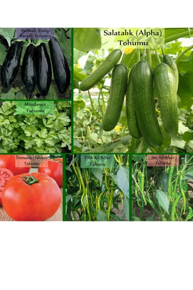 6 Paket No9 Halep Karası Patlıcan Tohumu Salatalık Tohumu Tatlı Acı Kıl Biber Tohumu Domates Tohumu ürün görseli