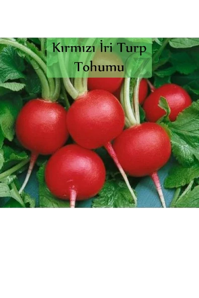 6 Paket Tohum No5 Kırkağaç Kavunu Tohumu Kara Kavun Tohumu Barbunya Tohumu Brokoli Tohumu ... - 7