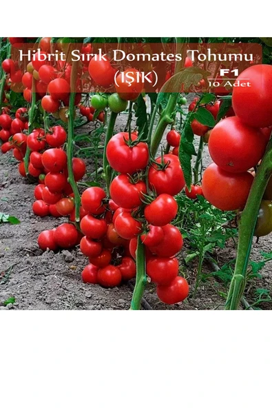 6 Paket Tohum No4 Sebze Tohumları (3 ÇEŞİT HİBRİT 3 ÇEŞİT NORMAL TOHUM) Salatalık Tohumu F1 ... - Resim 7