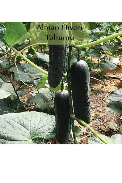 6 Paket Tohum No3 Sebze Tohumları Patlıcan Tohumu Kabak Tohumu Salatalık Hıyar Tohumu Demre Biber - 2