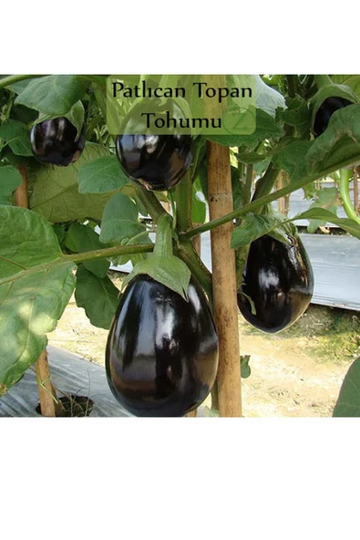 6 Paket Tohum No3 Sebze Tohumları Patlıcan Tohumu Kabak Tohumu Salatalık Hıyar Tohumu Demre Biber - 4