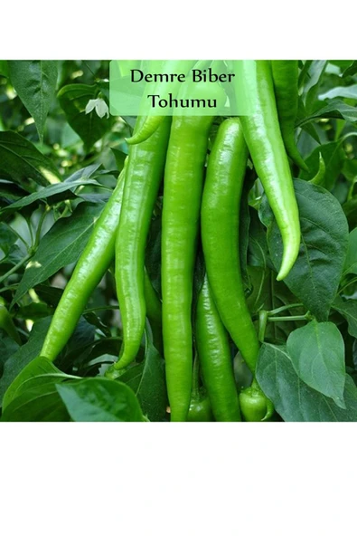 6 Paket Tohum No3 Sebze Tohumları Patlıcan Tohumu Kabak Tohumu Salatalık Hıyar Tohumu Demre Biber - 3