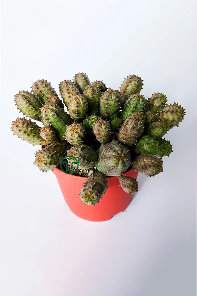 Euphorbia Pseudoglobosa dikensiz sütlegen bol yavrulu kaktüs - 2