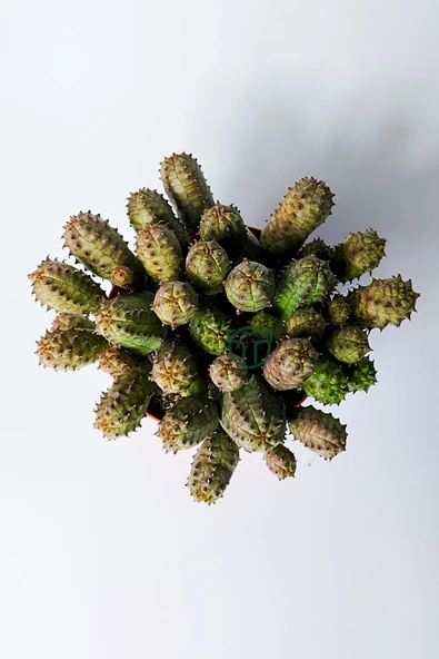 Euphorbia Pseudoglobosa dikensiz sütlegen bol yavrulu kaktüs - 3