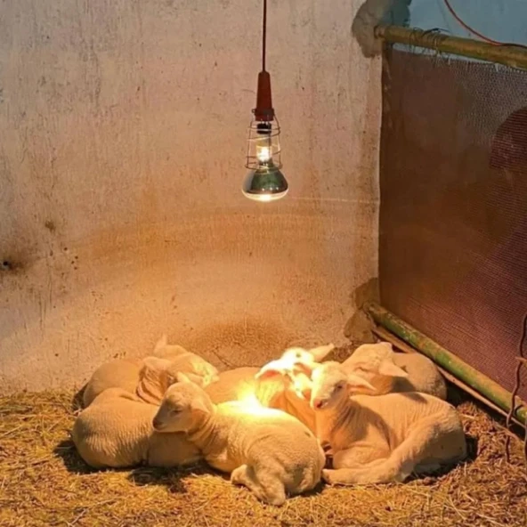 LIGTEX Infrared Kümes Isıtıcı Lamba 250W | Sadece Lamba - 2