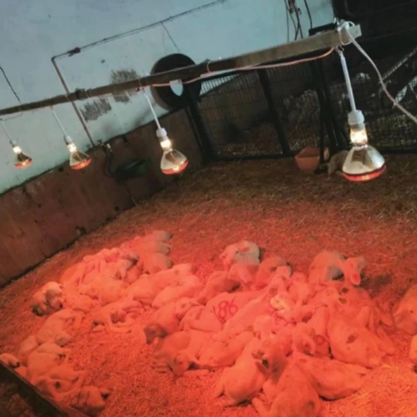 LIGTEX Infrared Kümes Isıtıcı Lamba 250W | Sadece Lamba - 5