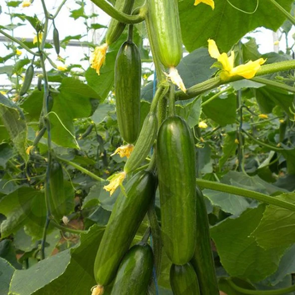 ByKurt Hıyar Beith Alpha Tohumu - Yüksek Verimli, Lezzetli ve Açık Tarla İçin İdeal - Resim 3