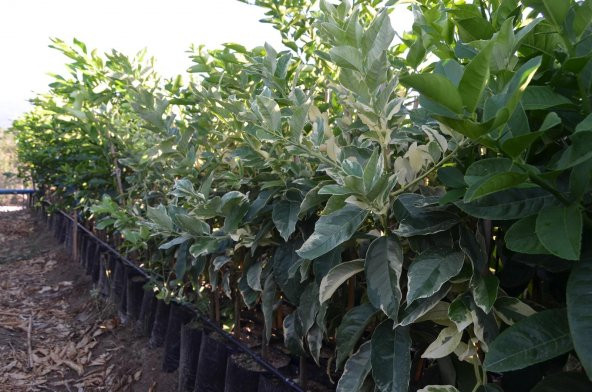 2 YAŞ TÜPLÜ ÖZEL BİR TÜR  ALACA LİMON (BOY 80-100 CM) - Resim 2