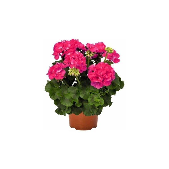 Iran Gül Pembe Sardunya Çiçeği Fidesi 10-20 cm
