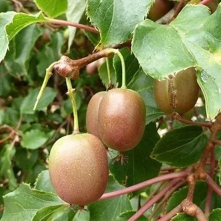 2 YAŞ BAVYERA Yeşil Kırmızı Mini Kivi FİDANI (ERKEK), Torbada ürün görseli