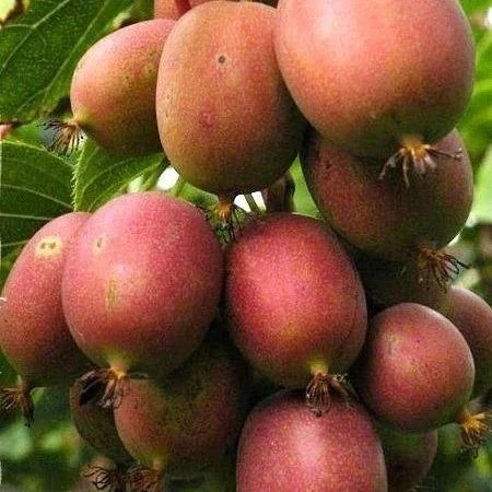 2 Yaş KENS RED Bordo Mini Kivi Fidanı (DİŞİ), Torbada - 1