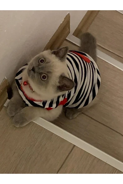 Kırmızı Kalpli Siyah Çizgili Kedi Ve Köpek Kıyafeti Giyimi Medium/m/beden 2