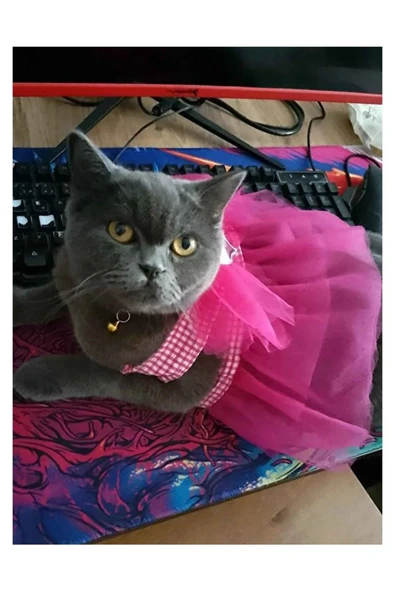 Pembe Kareli Yıldızlı Tüllü Kedi Köpek Kıyafeti Elbisesi Medium/M/Beden 2 - 4