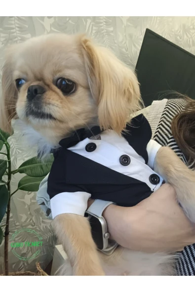 Siyah Papyonlu Smokin Damatlık Kedi ve Köpek Elbisesi Kıyafeti Takım Elbise Small/S/Beden 1 - 2