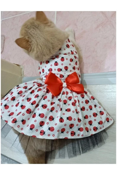 Uğur Böceği Desenli Kırmızı Kurdeleli Kedi ve Köpek Kıyafeti Elbisesi Medium M Beden 2
