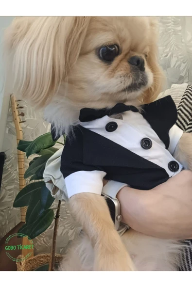 Siyah Papyonlu Smokin Damatlık Kedi Ve Köpek Elbisesi Kıyafeti Takım Elbise Large/l/beden 3 - 2