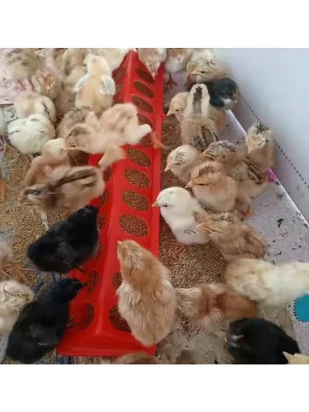 CİVCİV YEMLİK 30 CM KALİTELİ PLASTİK ürün görseli