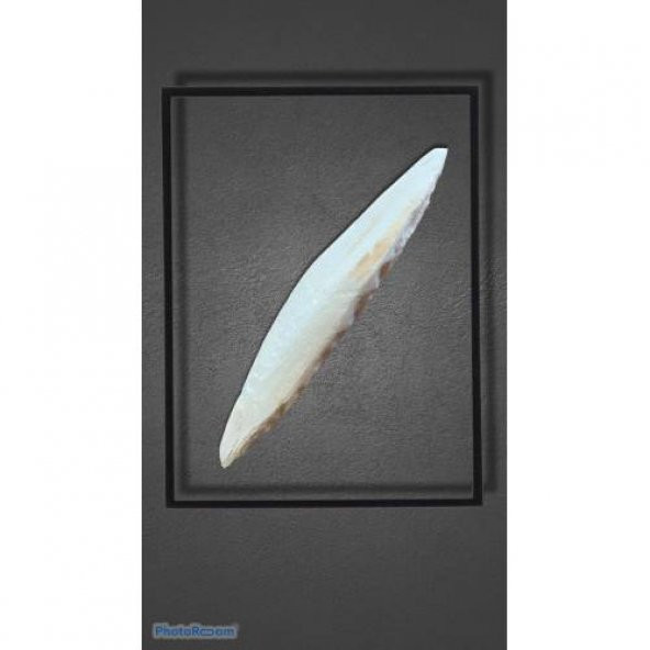 Mürekkep Balığı Kemiği (Kalamar) M Boy - 1 Adet (11-13 cm) - 2