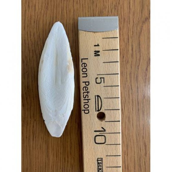 3 Adet Küçük Boy (8-10 cm) Mürekkep Balığı Kemiği (Kalamar) + 1 Adet Tutma Aparatı - 3