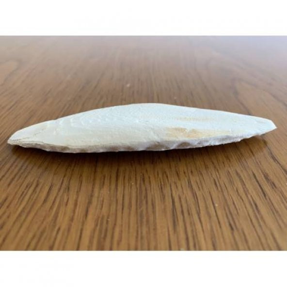 3 Adet Küçük Boy (8-10 cm) Mürekkep Balığı Kemiği (Kalamar) + 1 Adet Tutma Aparatı - 4