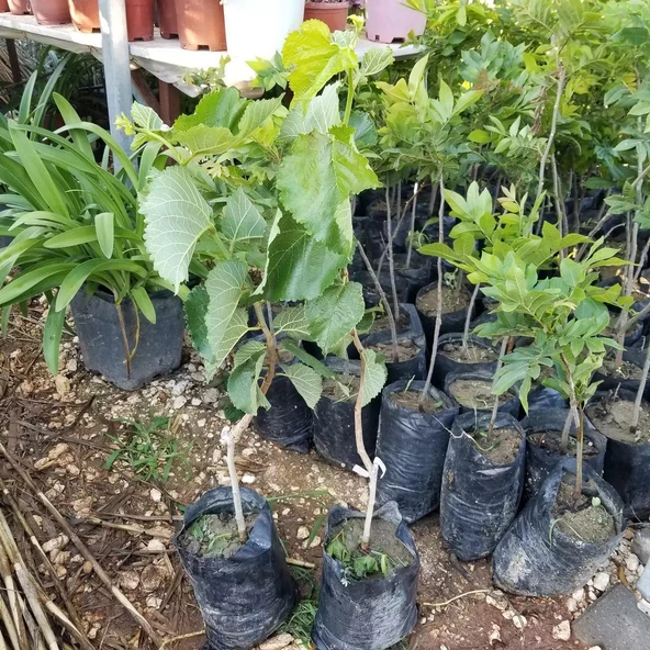 Ekşi Urmu/Rum Dutu Fidanı, Aşılı (Meyve verme yaşında) - 2