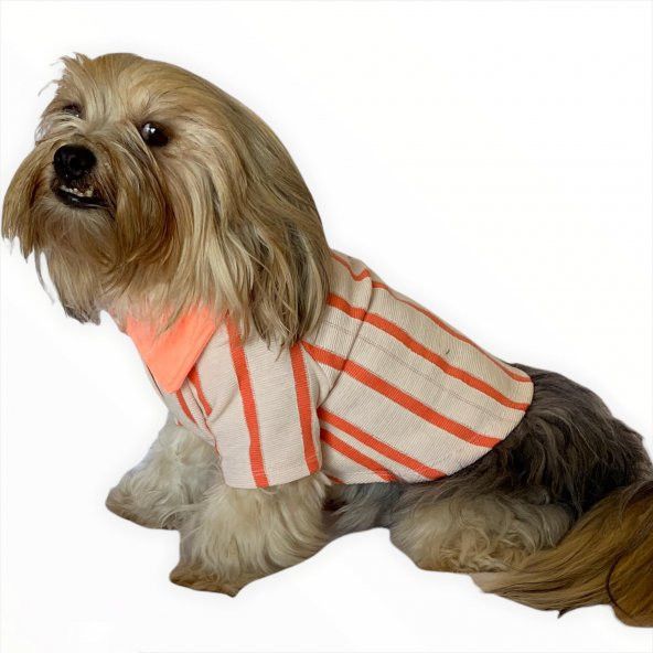 Somon Polo Yaka Tişört Köpek Kıyafeti Köpek Elbisesi