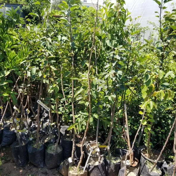 2 Yaş, Aşılı Trabzon Hurması ROJO BRİLLANTE Fidanı, Torbada - Resim 2