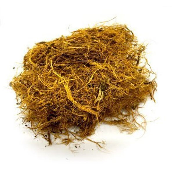 Meyan Kökü Lifi Meyan Şerbeti Glycyrrhiza glabra) - 2