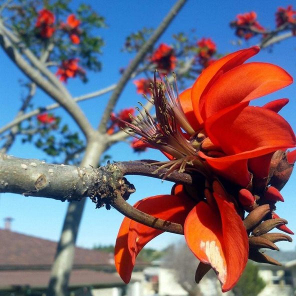 Erythrina Caffra Mercan Ağacı Tohumu (3 Tohum) ürün görseli