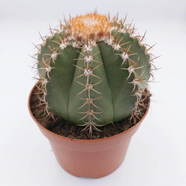 Geniş Şapkalı Melocactus Matanzanus Kaktüs Tohumu (5 Tohum) ürün görseli
