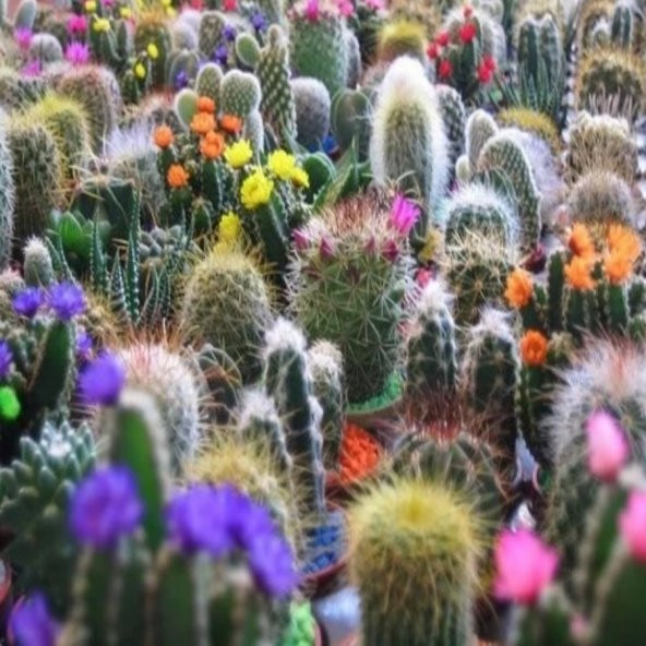 Karışık Kaktüs Tohumu (90000 tohum) ürün görseli