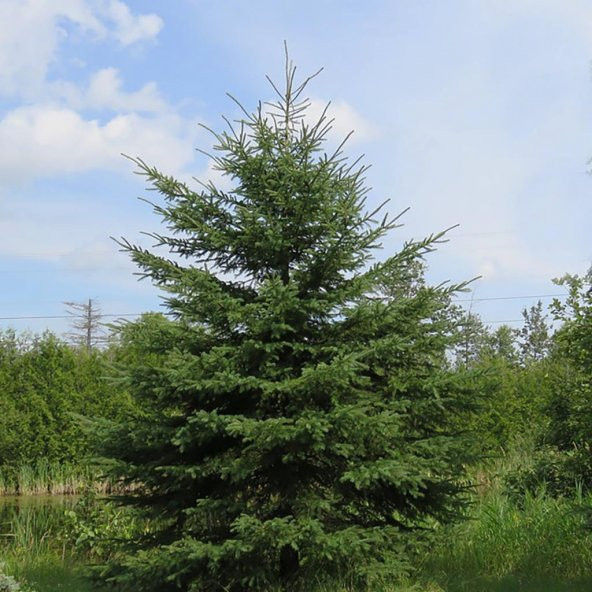 Beyaz Ladin Tohumu White Spruce (10 Tohum) ürün görseli
