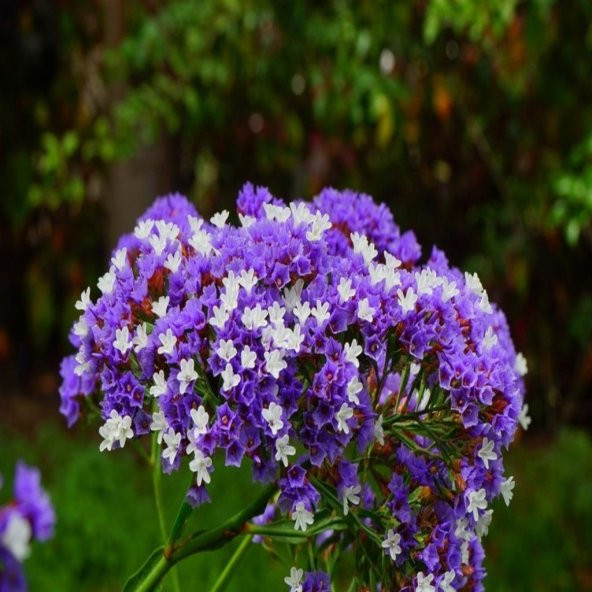 Limonium Sinuatum Lilac Lavender Deniz Lavantası Tohumu(30 tohum) ürün görseli