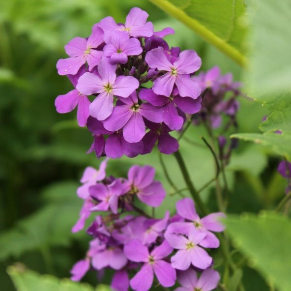 Lila Renkli Frenk Menekşesi Tohumu(100 adet) ürün görseli