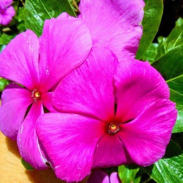 Saksılık Wallerine Carmine Koyu Pembe Bodur Cam Güzeli Çiçeği Tohumu(20 tohum) ürün görseli